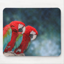 Casal do papagaio mousepads