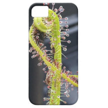 Caso de Sundew para o iphone 5 Capas iPhone 5