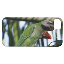 caso do iPhone 5 com comer do pássaro do parakeet Capas iPhone 5