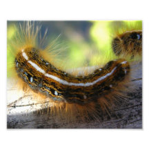 Caterpillar distorcido impressão fotográfica