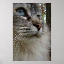 Catrina Posters