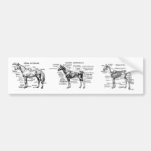 Cavalo Adesivos
