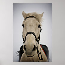 Cavalo branco impressão