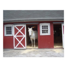 Cavalo branco no bardo vermelho convite