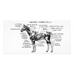 Cavalo Cartoes Com Foto
