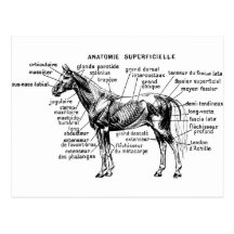 Cavalo Cartões Postais
