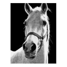 Cavalo de BW Cartões Postais