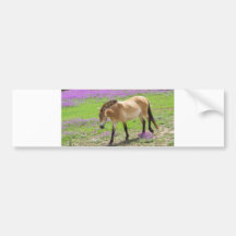 Cavalo de Przewalski Adesivos