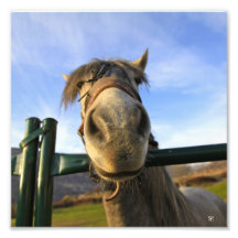 Cavalo engraçado foto artes