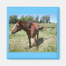 Cavalo feliz imãs