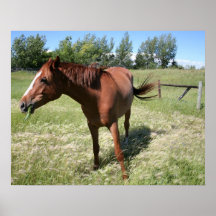 Cavalo feliz impressão
