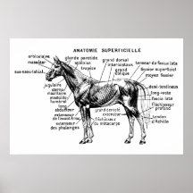 Cavalo Impressão