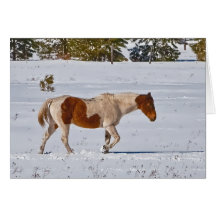 CAVALO NA NEVE CARTOES