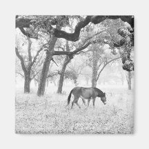 Cavalo no campo nevoento dos carvalhos imãs