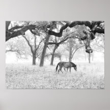 Cavalo no campo nevoento dos carvalhos poster
