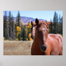 Cavalo Poster_19