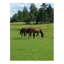 Cavalos Cartao Postal