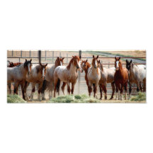 Cavalos Fotografias