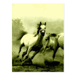 Cavalos Running Cartões Postais