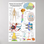 Cérebro humano e diagrama de sistema nervoso centr poster