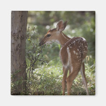 cervos Branco-atados, virginianus do Odocoileus, 2 Ima De Geladeira