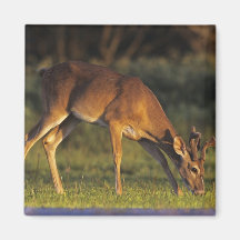 cervos Branco-atados, virginianus do Odocoileus, 4 Imãs