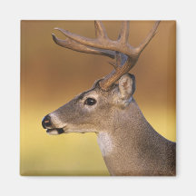 cervos Branco-atados, virginianus do Odocoileus, Imã De Geladeira