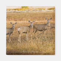 Cervos de mula (hemionus do Odocoileus) um na esqu Ima