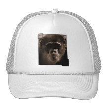 Chapéu de basebol do chimpanzé bonés
