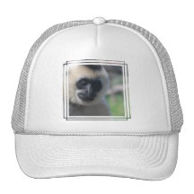 Chapéu de basebol do Gibbon Bonés