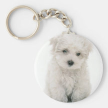 Chaveiro bonito de Bichon Frise