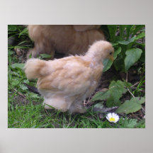 chicky posteres