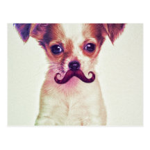 Chihuahua bonito com o bigode engraçado roxo cartao postal