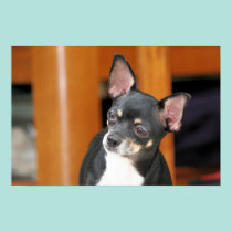 Chihuahua Isabella -25 pôsteres