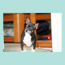 Chihuahua Isabella -26 pôsteres