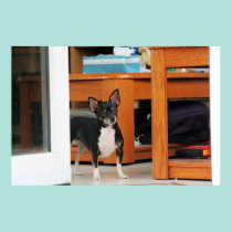 Chihuahua Isabella -27 pôsteres