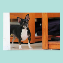 Chihuahua Isabella -28 pôsteres