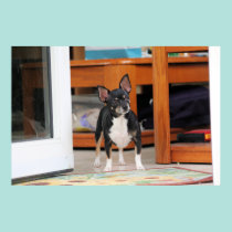 Chihuahua Isabella -29 pôsteres