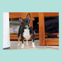 Chihuahua Isabella -30 pôsteres