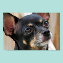 Chihuahua Isabella -34 pôsteres