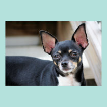 Chihuahua Isabella -35 pôsteres