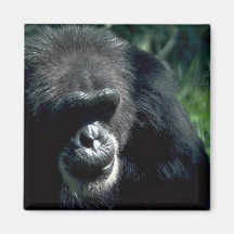 Chimpanzé Imãs De Geladeira
