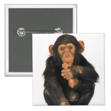 Chimpanzé (troglodytes da bandeja) botons