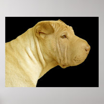 Chinês Shar Pei Impressão