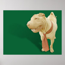 Chinês Shar Pei Pôsteres
