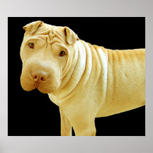 Chinês Shar Pei Posteres