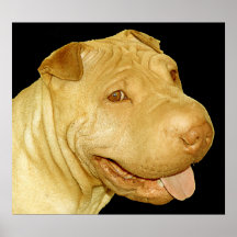 Chinês Shar Pei Posters