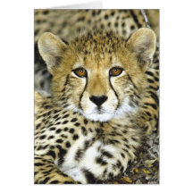 Chita Cub 2 Cartão