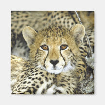 Chita Cub 2 Imas