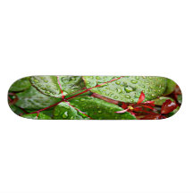 CHUVA DA LISTA SKATE